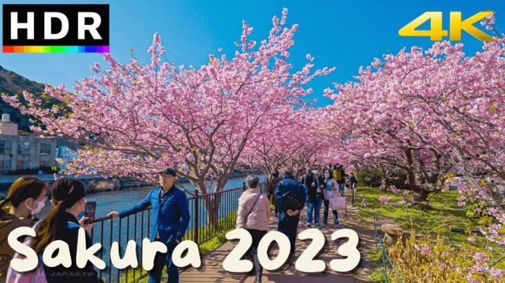 外国人「日本の桜を見ずに一生を過ごすのは考えたくない」