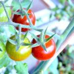 韓国のトマト価格、1週間で44%暴落