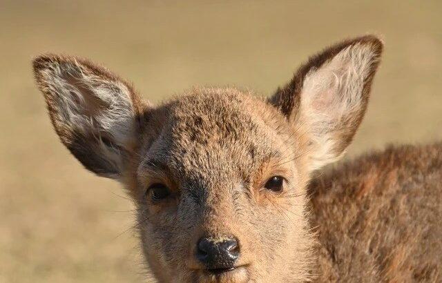 【小鹿】奈良の鹿の扱いで大激論？奈良公園の悲劇…5カ月の子鹿の命の物語