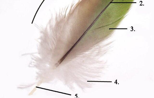 羽毛、鱗のDNAを少し変えるだけで生まれることが判明