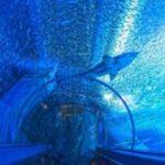 【悲報】水族館、つまらない……専門家ワイ「結局ぜんぶ魚」