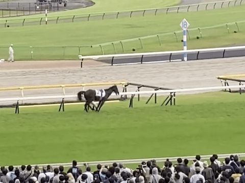 【悲報】日本ダービーで2番人気競走馬が死亡。競馬は日本国民による動物虐待です