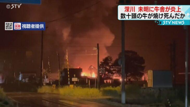 【北海道】静かな夜に響いた牛の悲鳴？牛舎が火災…逃げた牛の軌跡