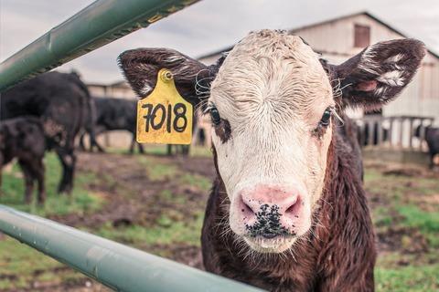 ヴィーガン「肉を食べなくても生きていける時代なのに肉を食べ続けるのは異常」←反論できない件