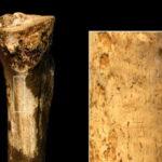 145万年前道具を使って人類を食べた痕跡見つかる