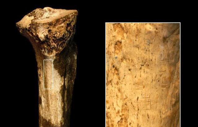 145万年前道具を使って人類を食べた痕跡見つかる