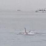 【閲覧注意】エジプトの海で遊泳客がサメに殺され、現場映像が拡散中