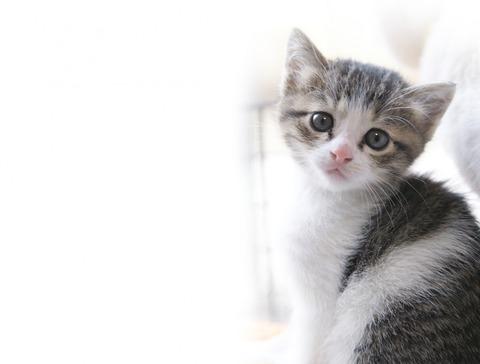 イッヌかネッコ飼いたいんやけど