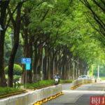 中国のとある街、街路樹カバー率は88%