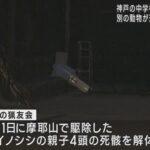 【衝撃】犯人が判明！神戸の中学校グラウンドのイノシシ頭事件…まさか…!?(ﾟ〇ﾟ;)ﾏ､ﾏｼﾞ…