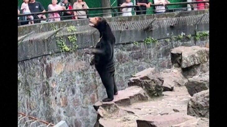 驚愕！人間くさすぎる動物園のクマの秘密が明らかに？