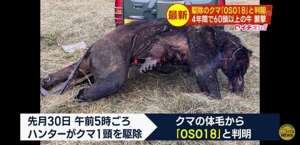 【続報】忍者ヒグマ「OSO18」…東京のジビエ店で「炭火焼」として存在感を放つ