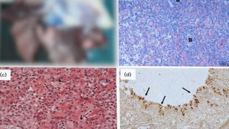 致死率95%？ネコ同士の鳥インフルエンザの集団感染発生