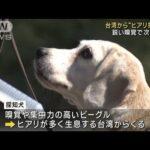 台湾からやってきたビーグル、毒アリを次々発見 “ヒアリ探知犬”による調査を初公開