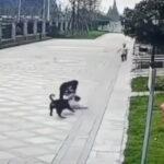 中国、飼い犬が子供を襲う事件、話題となり当局も動く