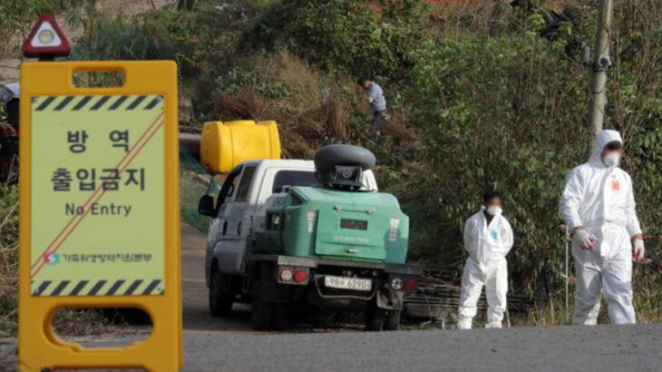 インドで15万頭死亡した牛感染症『ランピースキン病』、韓国で広がる