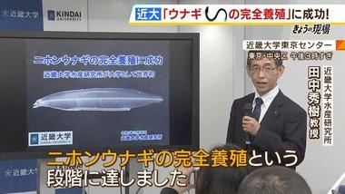 近畿大さん､今度はニホンウナギの完全養殖に成功 大学では世界初