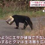 通行者驚愕！秋田の街を練り歩く一斗缶ヘッドのクマに遭遇