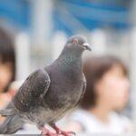 【続報】日本は平和すぎ？鳩ひき殺し事件…ハトの解剖もやむなしか？ｗｗｗｗ