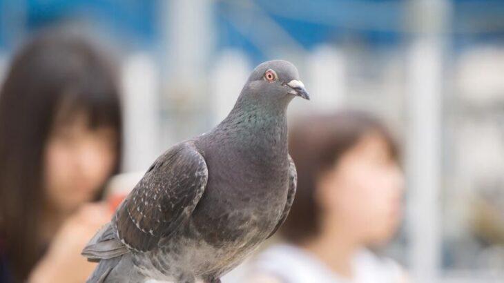 【続報】日本は平和すぎ？鳩ひき殺し事件…ハトの解剖もやむなしか？ｗｗｗｗ