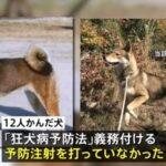 群馬県伊勢崎市で12人を噛んだ四国犬､狂犬病の予防接種してなかった