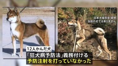 群馬県伊勢崎市で12人を噛んだ四国犬､狂犬病の予防接種してなかった