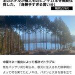 中国資本のホテルが隣人宅のヒノキ23本を無断で伐採 中国人オーナー｢富士山が見えないから切った｣