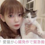 中川翔子、愛猫の容態について報告「おうちに早く帰れるように」