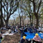 上野公園､桜の木の枝を見ながら酒を飲む謎の会場と化す