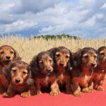 【ドイツ】ダックスフントに危機…「骨格異常」の犬の育種を禁じる法案