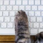 【話題】猫がパソコンのキーボードに乗ってきて邪魔を… 猫から受けるハラスメント「ネコハラ」急増の理由　獣医師に聞いてみた