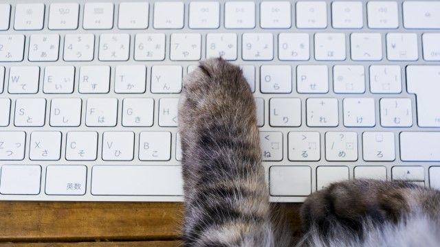 【話題】猫がパソコンのキーボードに乗ってきて邪魔を… 猫から受けるハラスメント「ネコハラ」急増の理由　獣医師に聞いてみた