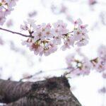 外国人観光客「日本の桜！うおおおお！」←まぁ解る
