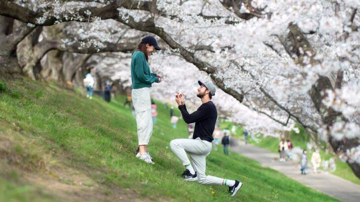 美人外国人さん、日本の桜の下でプロポーズを受けてしまう！！！