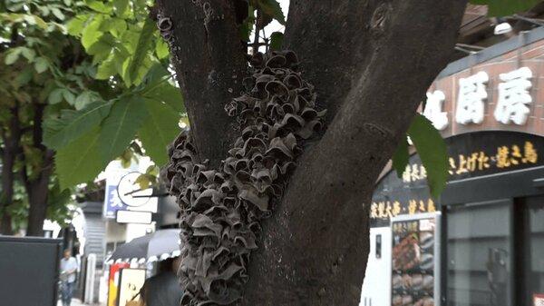 【東京】有楽町駅前の街路樹に“キクラゲ”大量発生　専門家「危険な兆候…放っておくと倒木の危険性」
