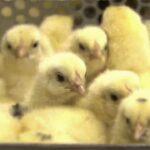 【動物福祉】1.3億羽殺される「オスのヒヨコ」卵の段階で性別を判別する『新手法』徳島大などが開発  オス有精卵をワクチン原料に回す