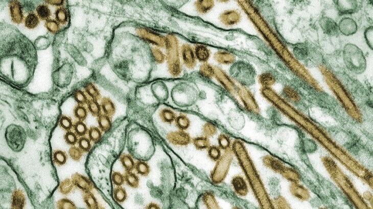 アメリカでH5N1鳥インフルエンザに5人感染、家畜感染も相次ぐ