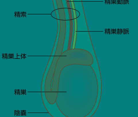 金玉ないから子供作れないけど何か質問ある？