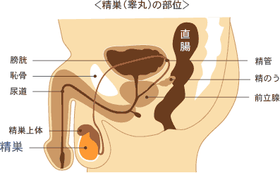 精巣癌になったけど何か質問ある？