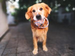 スーパーの前に繋がれてキャンキャン吠えてる小型犬ｗｗｗ