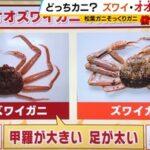 【朗報】｢オオズワイガニ｣とかいう偽ズワイガニが大量発生 ズワイガニ市場をぶっ壊すwww