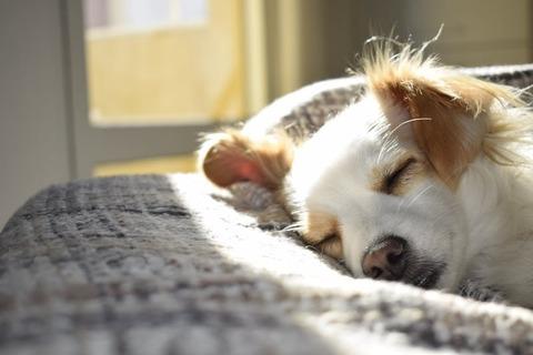 【悲報】ワイ「イッヌ飼いたいなぁ、ペットショップ覗いてみるか」