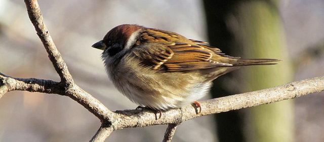 寝ている鳥が枝から落ちない理由