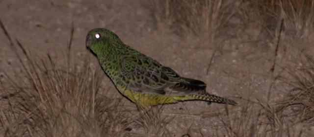 夜行性のインコ、夜に適した目ではなかった
