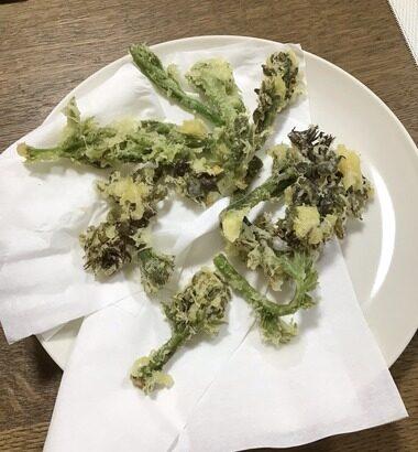 田舎からタラの芽が届いた