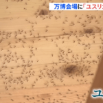 大阪･関西万博､ユスリカ対策本部を設置 東大教授｢あきらめなさい｣