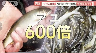 【朗報】アユ600倍！クロマグロ50倍の大豊漁！！