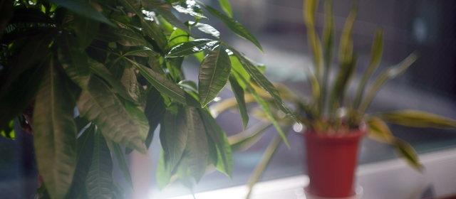 室内の観葉植物、空気清浄能力はほぼゼロ