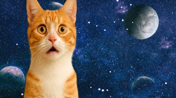 【朗報】ついに猫語が翻訳される時代へｗｗｗｗｗｗｗｗｗｗｗｗｗｗｗｗｗｗ