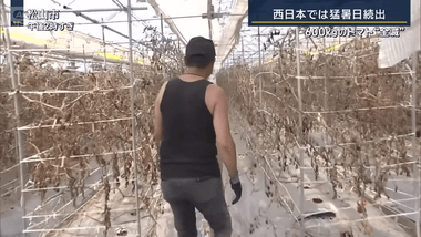 【悲報】トマト｢暑すぎンだわ｣ 600キロのトマトが全滅